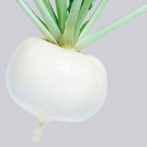 Just Right Turnips TP6-500