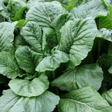 Alamo Turnip Seeds