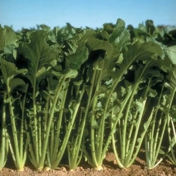 Topper Turnip Seeds