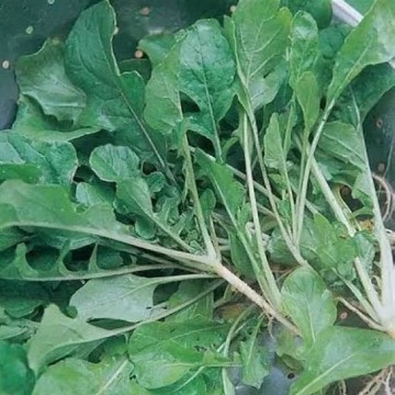 Seven Top Turnip Seeds