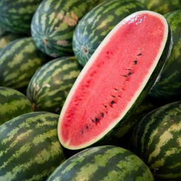 Red Flesh Watermelons, Red Flesh Watermelon Seeds | Reimer Seeds