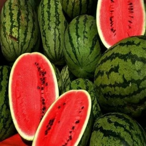 Kleckley Sweet Watermelons WM13-20