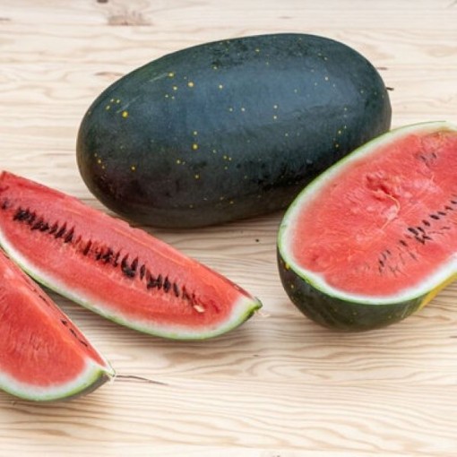 Moon & Stars Cherokee Watermelons WM14-10