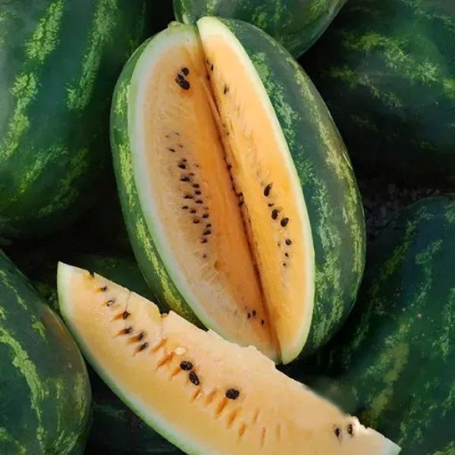 Mountain Sweet Yellow Watermelons WM32-20