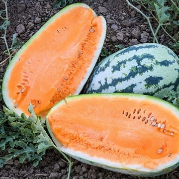 Gourmet Watermelons, Gourmet Watermelon Seeds | Reimer Seeds