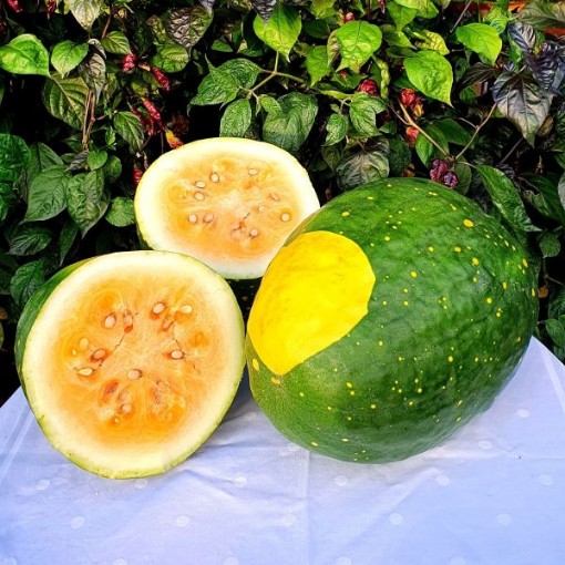 Moon & Stars Yellow Flesh Watermelons WM50-20