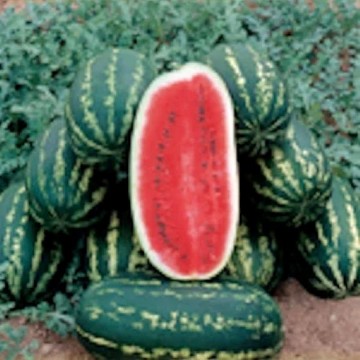 Red Flesh Watermelons, Red Flesh Watermelon Seeds | Reimer Seeds