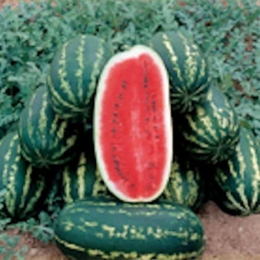 Legacy Watermelons WM60-20