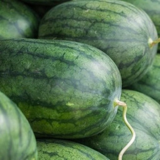 Tom Watson Watermelons WM63-20