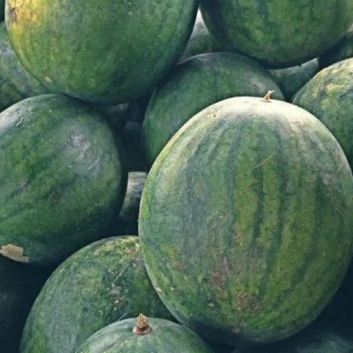 Striped Peacock WR-60 Watermelons WM64-20