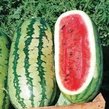 Jubilee Watermelon Seeds