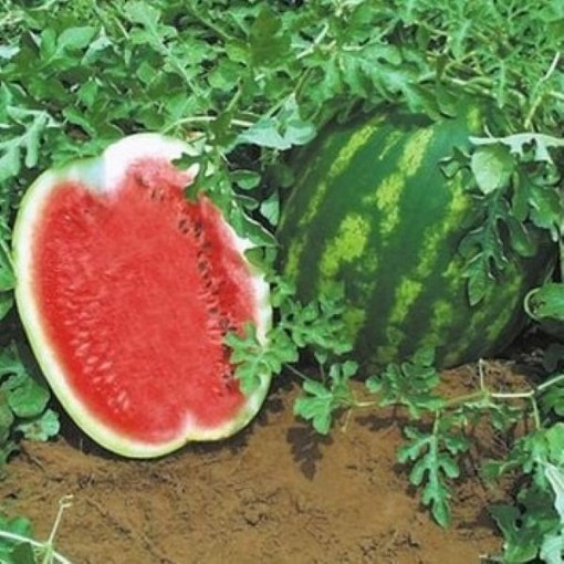 Topgun Watermelons WM67-10