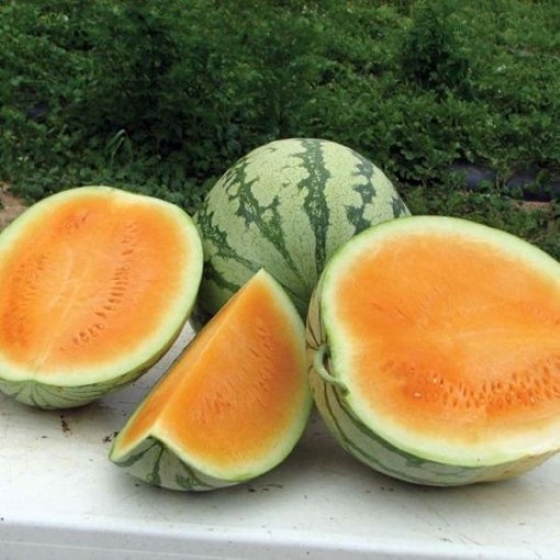 Orange Crisp Watermelons WM68-5