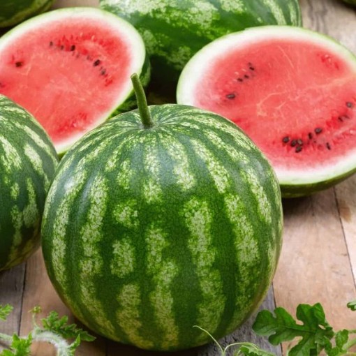 Cal Sweet Bush Watermelons WM76-20
