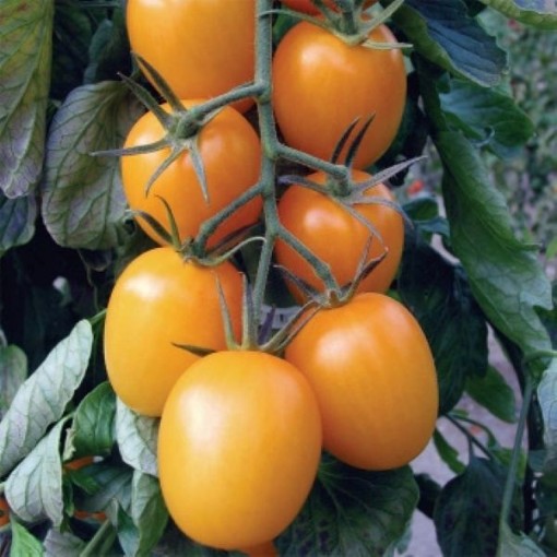 Golden Rave Tomato TM525-5	
