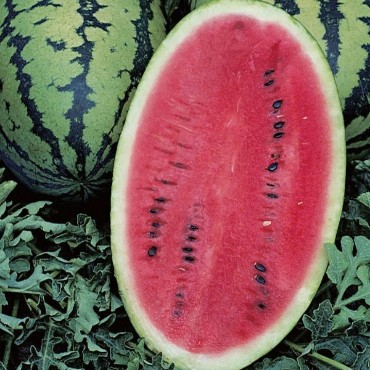Disease Resistant Watermelons, Disease Resistant Watermelon Seeds