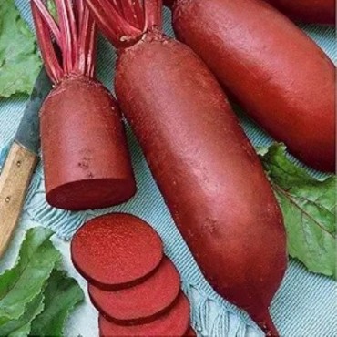 Picture for category Ccu – Scab Resistant Beets