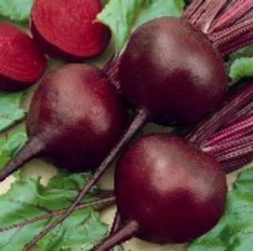 Disease Resistant Beets, Disease Resistant Beet Seeds | Reimer Seeds