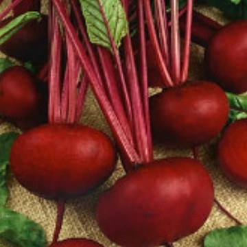 Crosby's Egyptian Beet Seeds