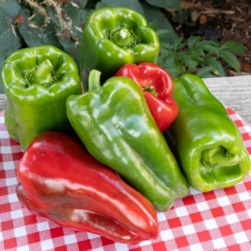 Big Bertha Pepper Seeds