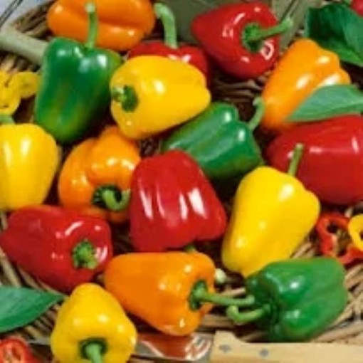 Mini Bell Mix Peppers SP11-20