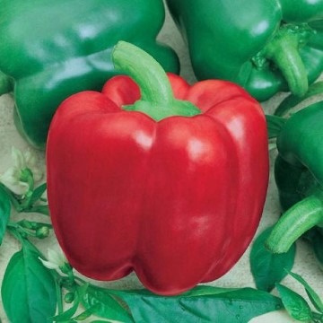 California Wonder TMR 300 Pepper Seeds
