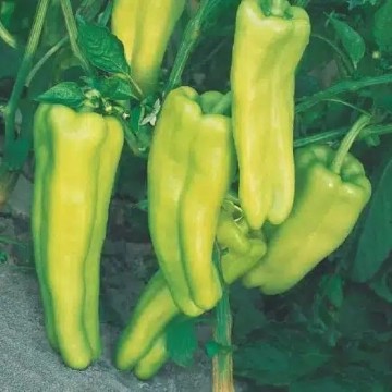 Aruba Pepper Seeds