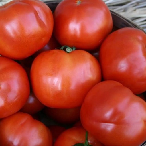 Amelia Tomato TM477-10