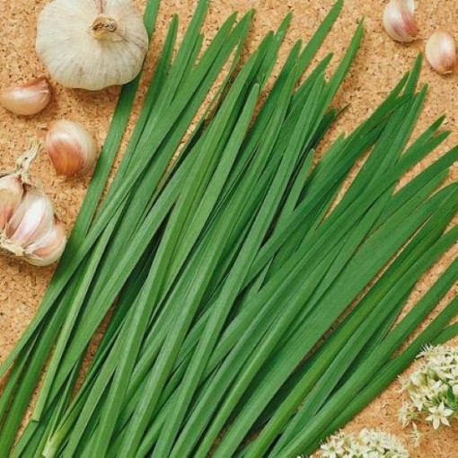 Garlic Chives HB49-100