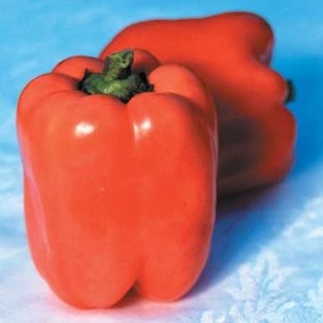 Valencia Pepper Seeds