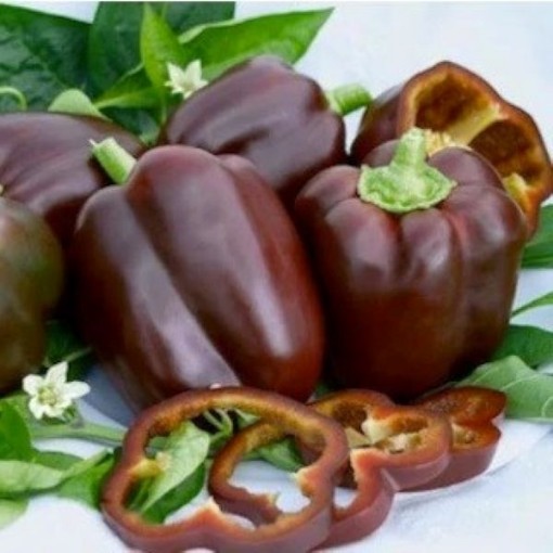 Chocolate Beauty Peppers SP17-20