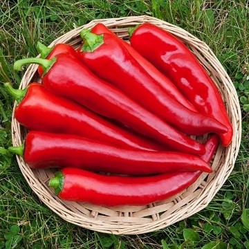Corno di Toro Red Pepper Seeds
