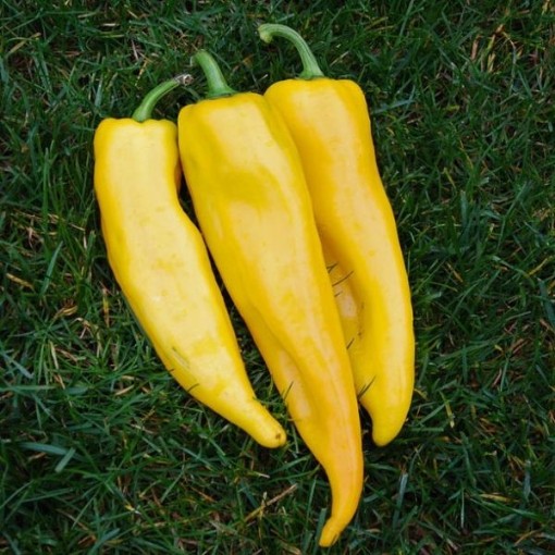 Corno di Toro Yellow Peppers SP19-20