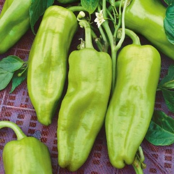 Cubanelle Pepper Seeds