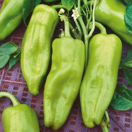 Cubanelle Peppers SP21-20