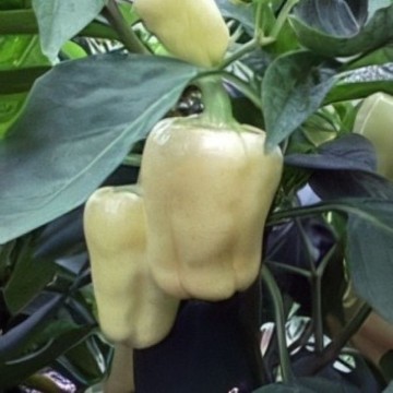 Giant Szegedi Pepper Seeds