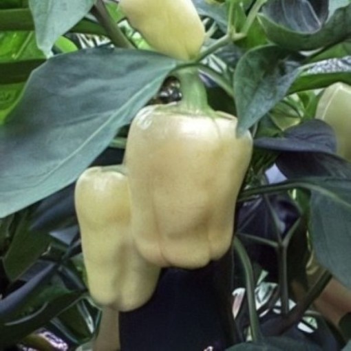 Giant Szegedi Peppers SP22-10