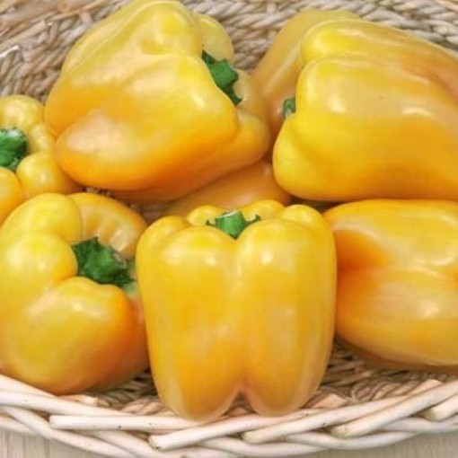 Golden Summer Peppers SP31-10