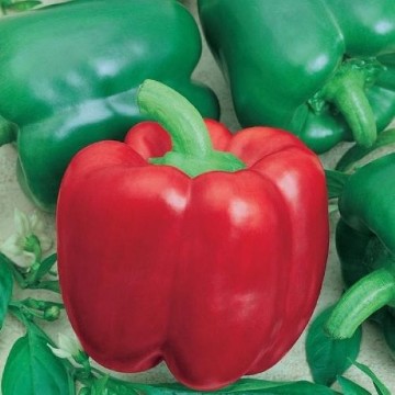 Jupiter Pepper Seeds