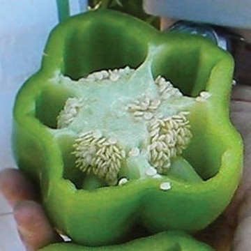 Leopard Pepper Seeds