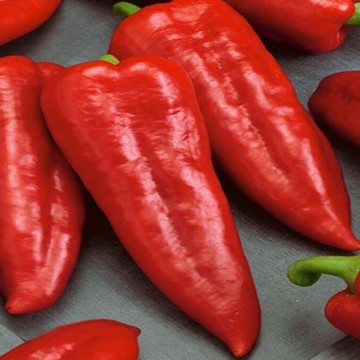 Marconi Red Pepper Seeds