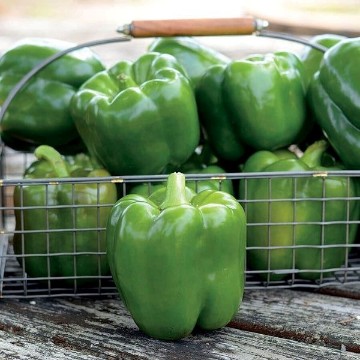 Park's Whopper II Pepper Seeds