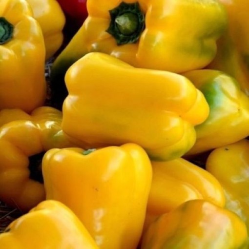 Quadrato d'Asti Giallo Peppers SP59-20