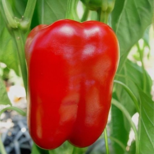 Quadrato d'Astiv Rosso Peppers SP60-20
