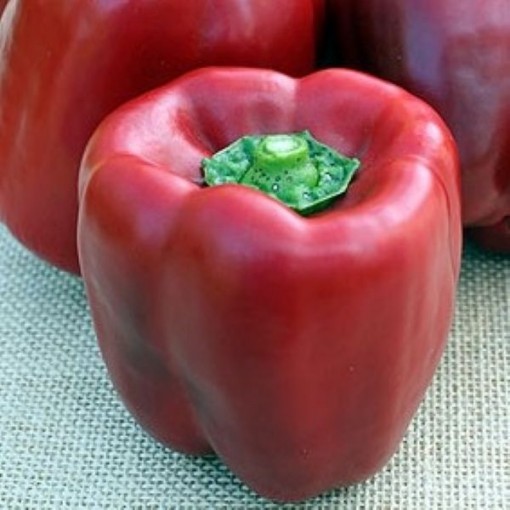 Red Beauty Peppers SP63-20