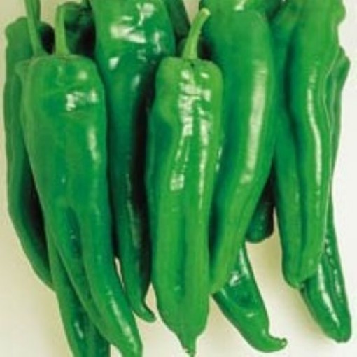 Spanish Spice Sweet Peppers SP67-10
