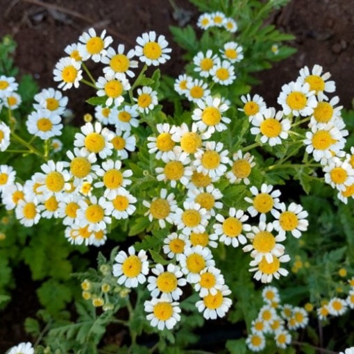 Feverfew Seeds HB40-1000
