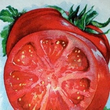 Tomato H | Reimer Seeds