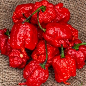 Carolina Reaper Red Pepper Seeds