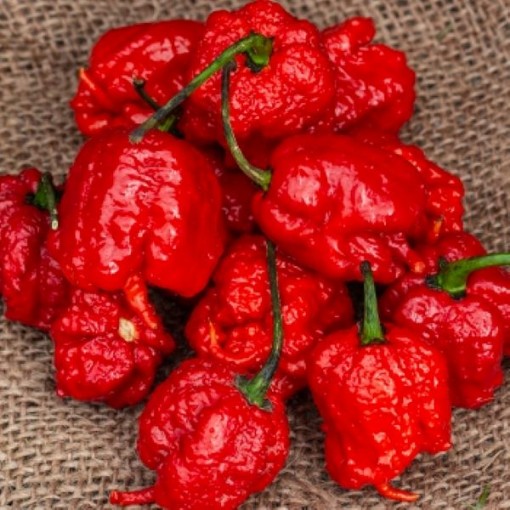 Carolina Reaper Red Peppers HP2293-10